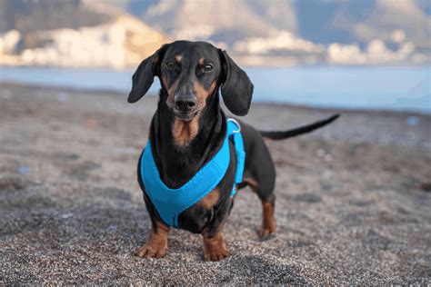 best harness for a mini dachshund